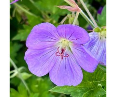 Ooievaarsbek - Geranium 'Azure Rush'