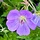 Ooievaarsbek - Geranium 'Azure Rush'