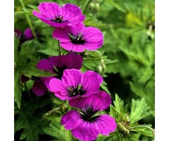 Ooievaarsbek - Geranium 'Anne Thomson'