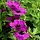 Ooievaarsbek - Geranium 'Anne Thomson'