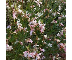 Prachtkaars - Gaura lindheimeri 'Short Form'