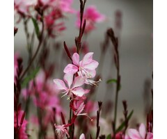 Prachtkaars - Gaura lindheimeri 'Siskyou Pink'