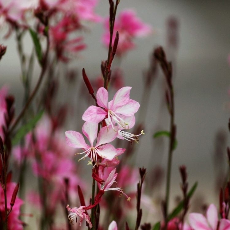 Prachtkaars - Gaura lindheimeri 'Siskyou Pink'