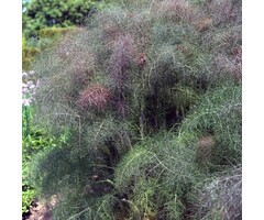 Rode venkel - Foeniculum vulgare 'Purpureum'
