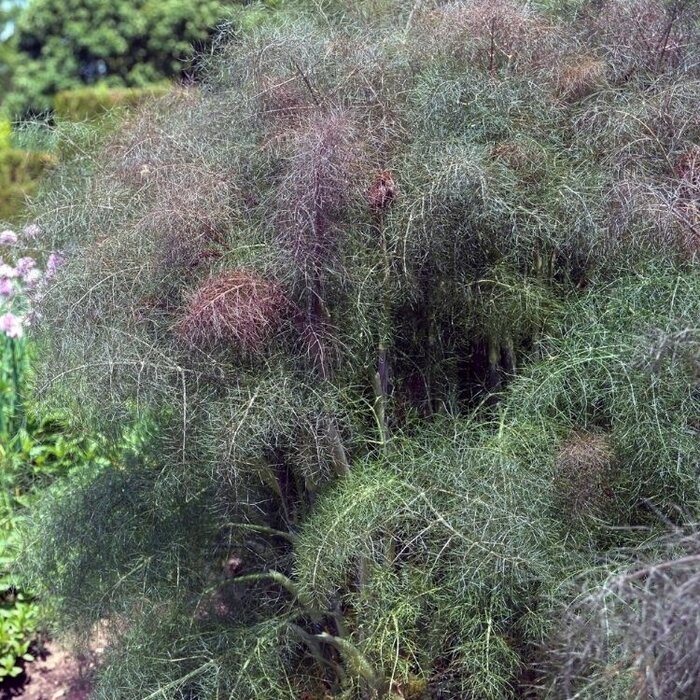 Rode venkel - Foeniculum vulgare 'Purpureum'