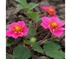 Sieraardbei - Fragaria Lipstick