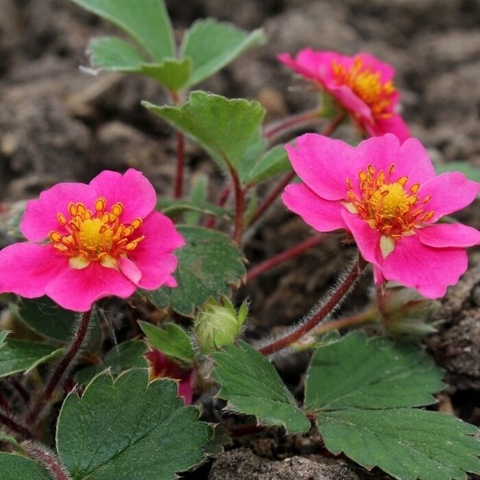 Sieraardbei - Fragaria Lipstick