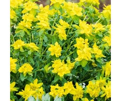 Wolfsmelk - Euphorbia polychroma 'Senior'