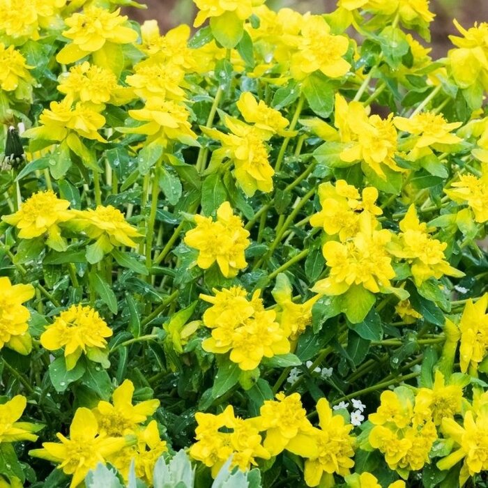 Wolfsmelk - Euphorbia polychroma 'Senior'