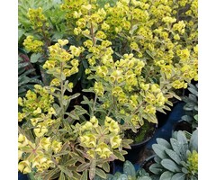 Wolfsmelk - Euphorbia martinii