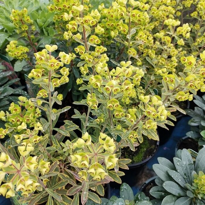 Wolfsmelk - Euphorbia martinii
