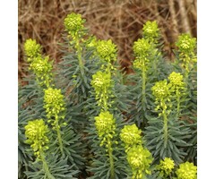 Wolfsmelk - Euphorbia characias wulfenii