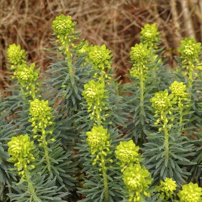 Wolfsmelk - Euphorbia characias wulfenii