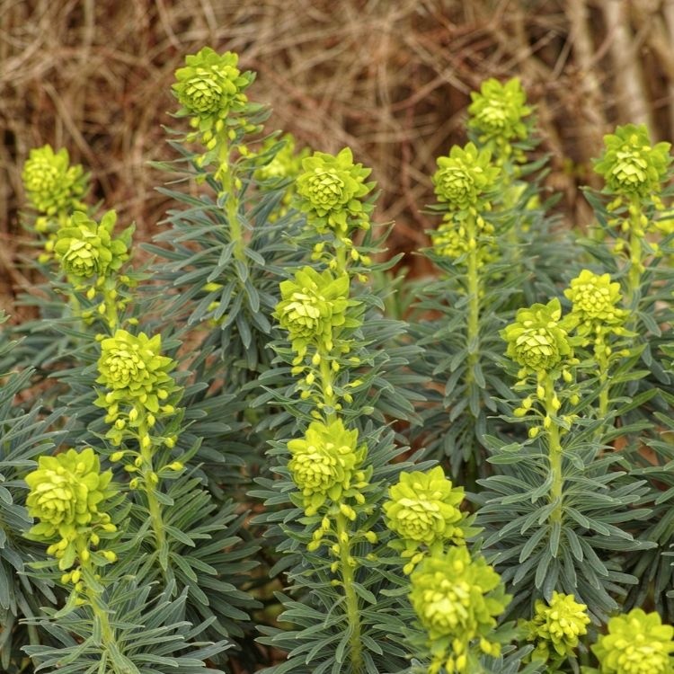 Wolfsmelk - Euphorbia characias wulfenii