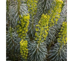 Wolfsmelk - Euphorbia characias 'Blue Wonder'