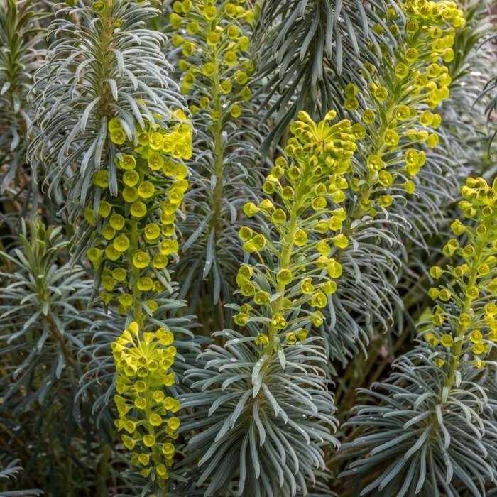Wolfsmelk - Euphorbia characias 'Blue Wonder'