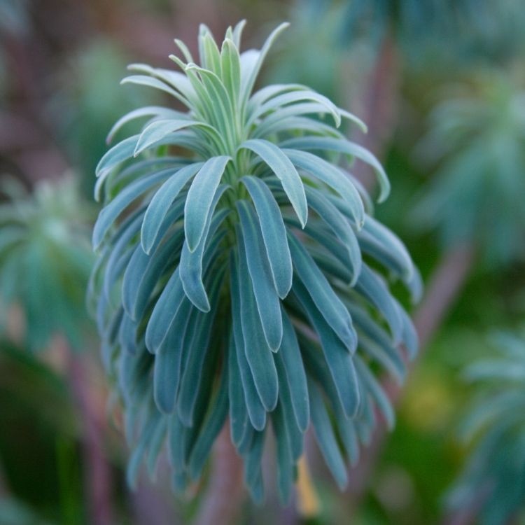 Wolfsmelk - Euphorbia characias 'Blue Wonder'