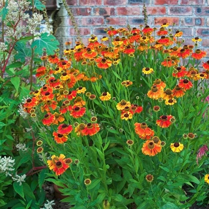 Zonnekruid - Helenium 'Short and Sassy'