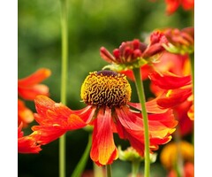 Zonnekruid - Helenium 'Short and Sassy'