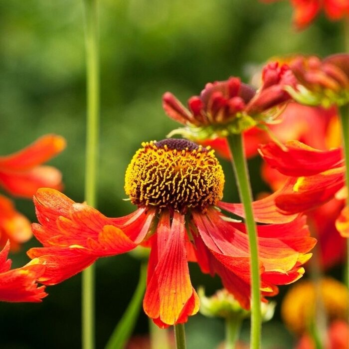 Zonnekruid - Helenium 'Short and Sassy'