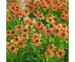 Zonnekruid - Helenium 'Loysder Wieck'