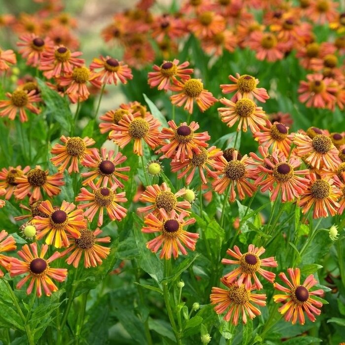 Zonnekruid - Helenium 'Loysder Wieck'