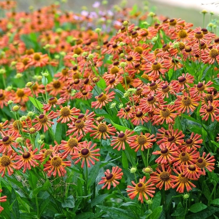 Zonnekruid - Helenium 'Loysder Wieck'