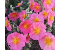 Zonneroosje - Helianthemum 'Ben Hope'