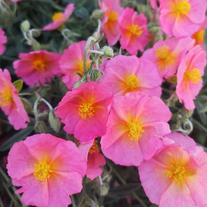 Zonneroosje - Helianthemum 'Ben Hope'
