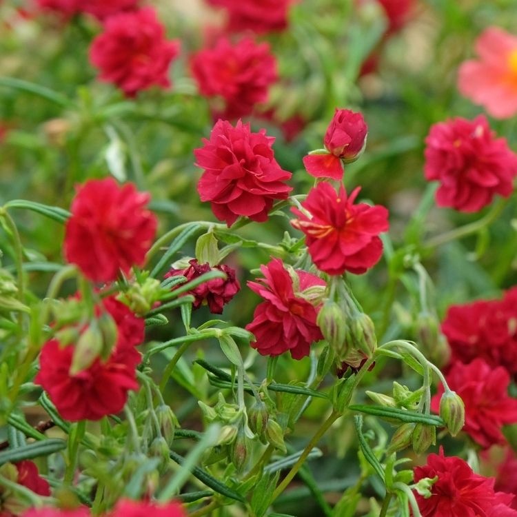 Zonneroosje - Helianthemum 'Amabile Plenum'