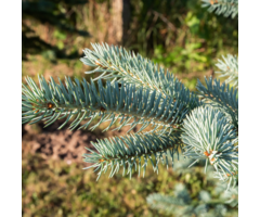 Colorado zilverspar - Abies concolor