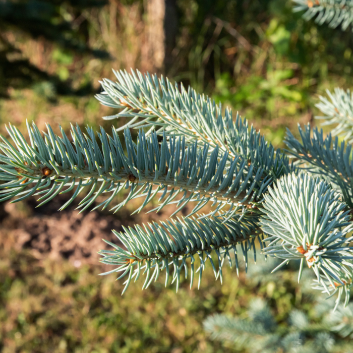 Abies concolor -Colorado zilverspar