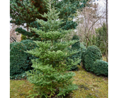 Zilverspar - Abies alba 'Pyramidalis'