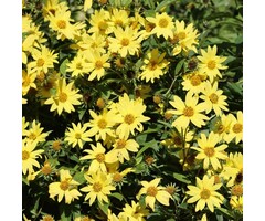 Zonnebloem - Helianthus 'Lemon Queen'