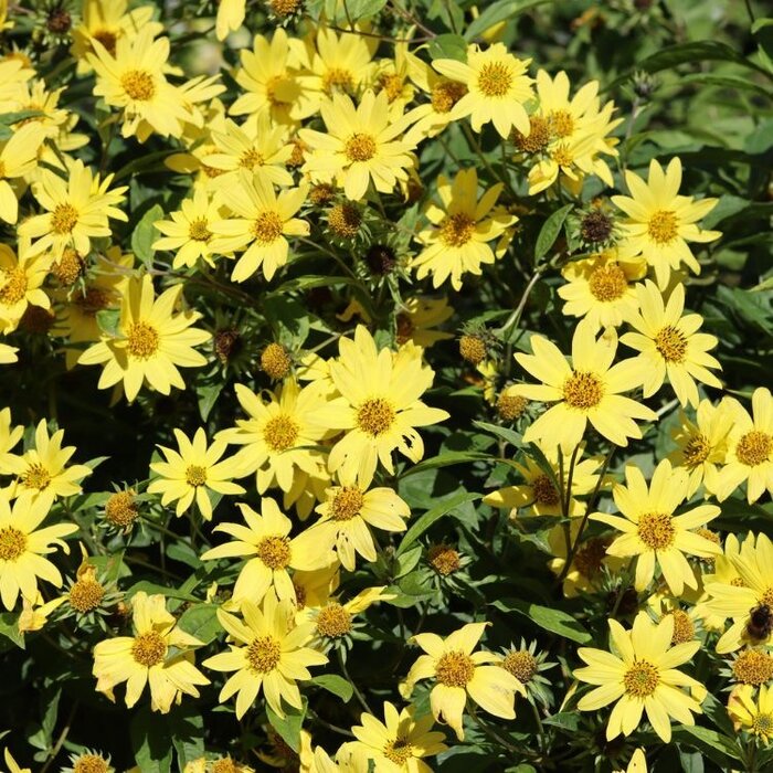 Zonnebloem - Helianthus 'Lemon Queen'