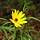 Zonnebloem - Helianthus salicifolius