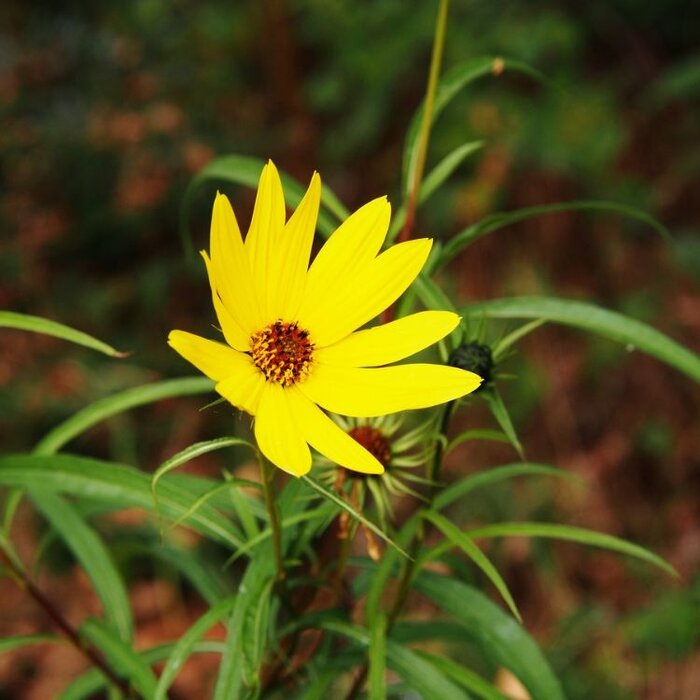 Zonnebloem - Helianthus salicifolius