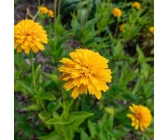 Zonneoog - Heliopsis hel. 'Asahi'