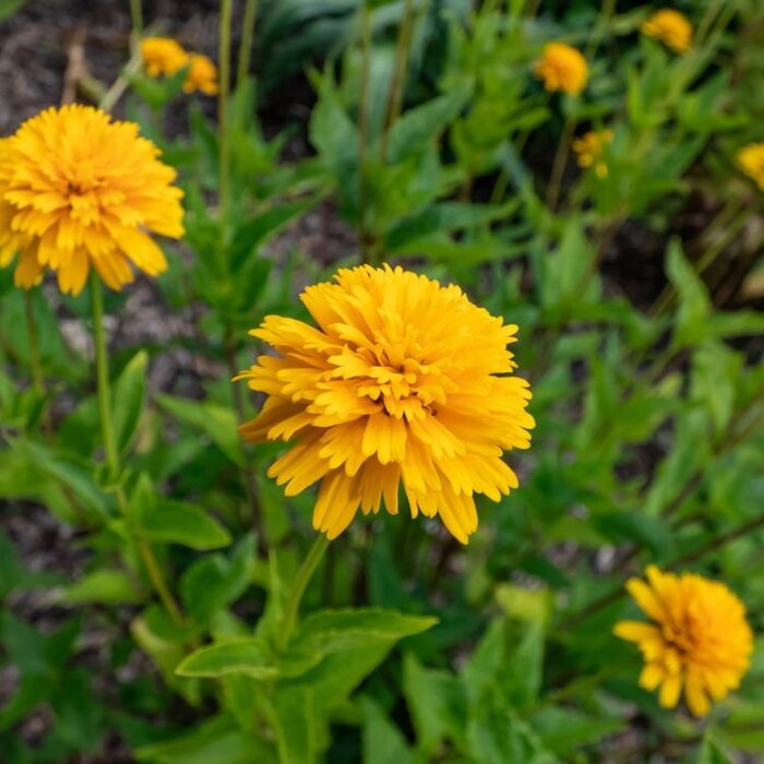 Zonneoog - Heliopsis hel. 'Asahi'