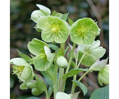 Nieskruid - Helleborus argutifolius