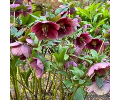 Kerstroos - Helleborus orientalis 'Red Hybrids'