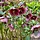Kerstroos - Helleborus orientalis 'Red Hybrids'