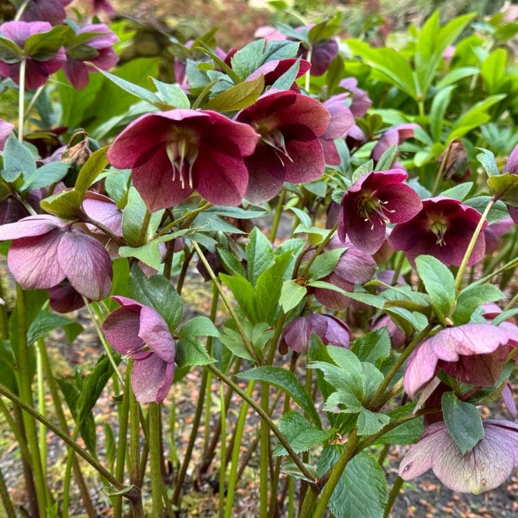 Kerstroos - Helleborus orientalis 'Red Hybrids'