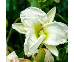 Daglelie - Hemerocallis 'Gentle Shepherd'