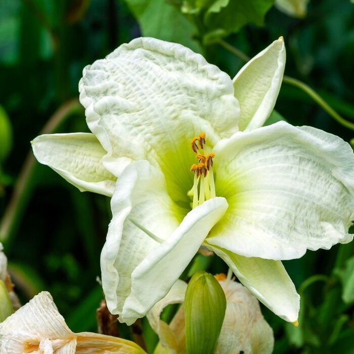 Daglelie - Hemerocallis 'Gentle Shepherd'