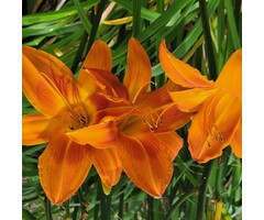 Daglelie - Hemerocallis 'Mauna Loa'