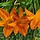 Daglelie - Hemerocallis 'Mauna Loa'