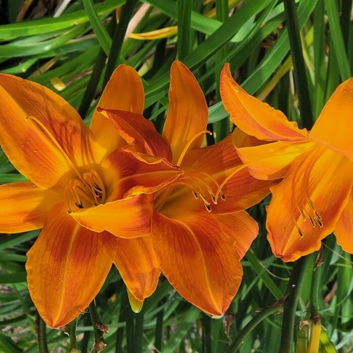 Daglelie - Hemerocallis 'Mauna Loa'