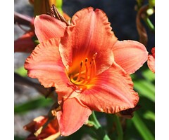 Daglelie - Hemerocallis 'South Seas'