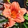 Daglelie - Hemerocallis 'South Seas'